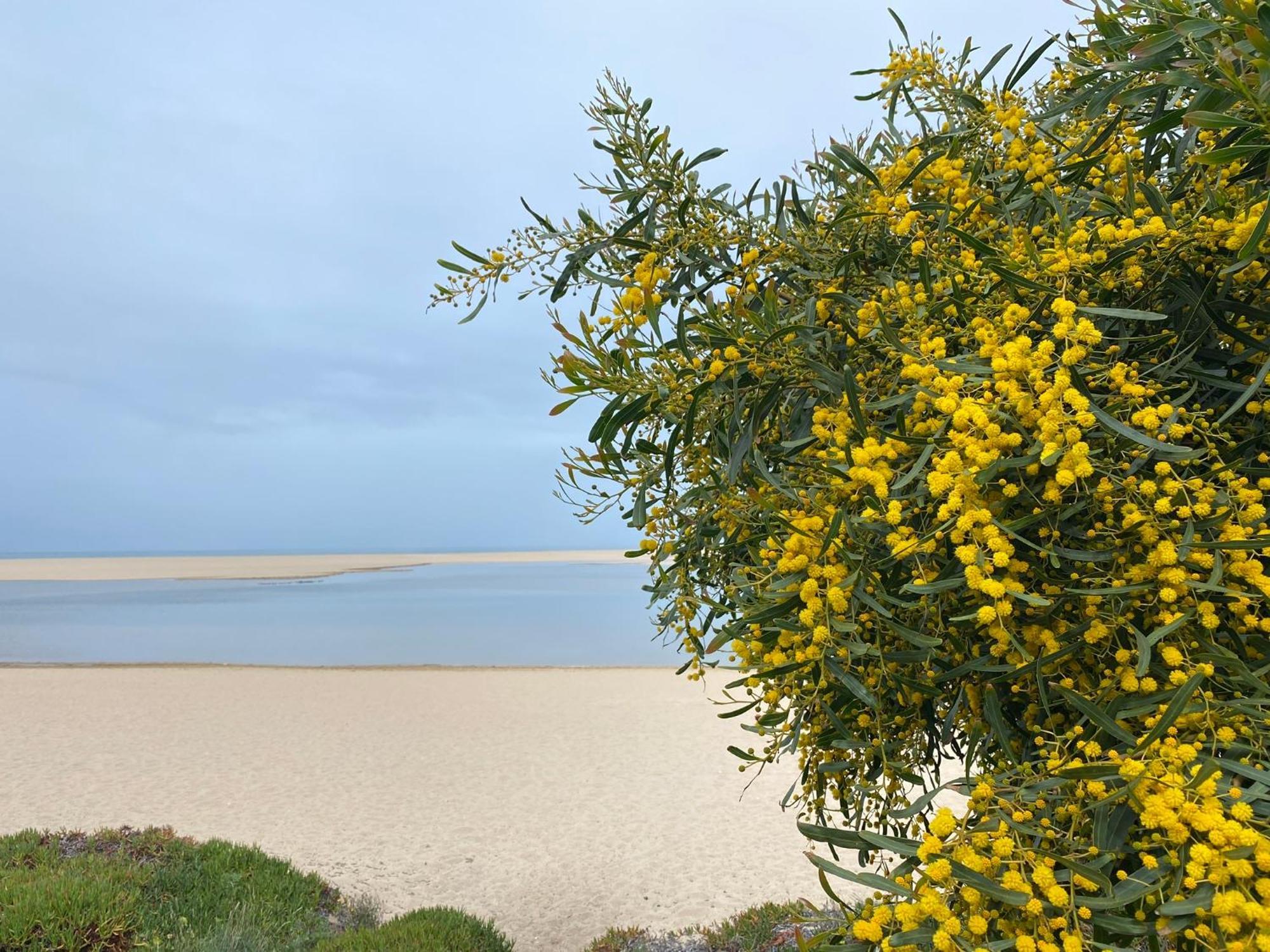Eco-Friendly Beach House Сезімбра Екстер'єр фото
